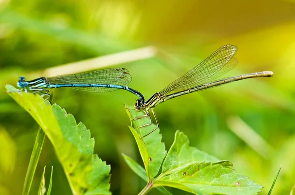 Azure Damselfly,Coenagrion puella during reproduction — Stock Photo, Image