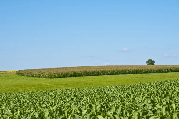 Поля кукурузы — стоковое фото