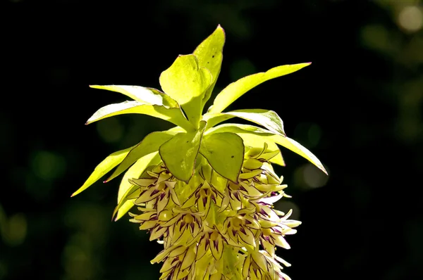 Ананасовый цветок, Eucomis comosa — стоковое фото