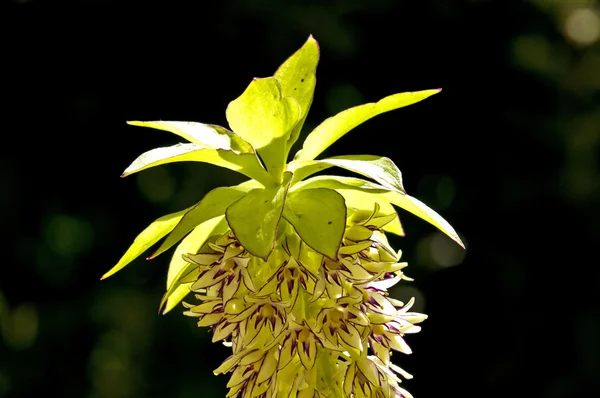 Flor de ananás, Eucomis comosa — Fotografia de Stock