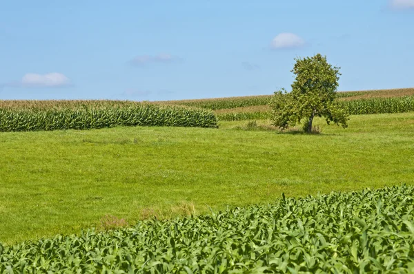 Поля кукурузы — стоковое фото