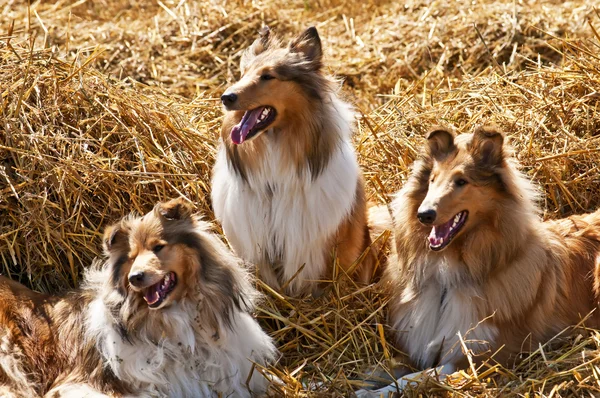 Amerikan ve İngiliz collie köpekleri — Stok fotoğraf