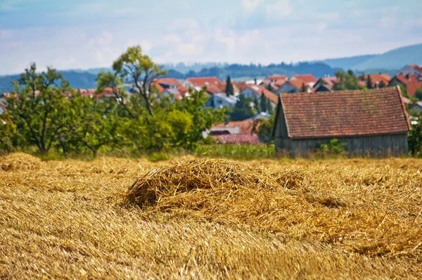 Wheat harvest with panoramic view — Stock Photo, Image