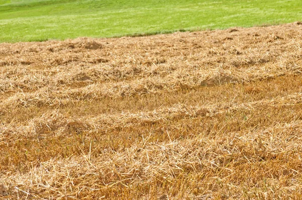 Campo di bolla — Foto Stock