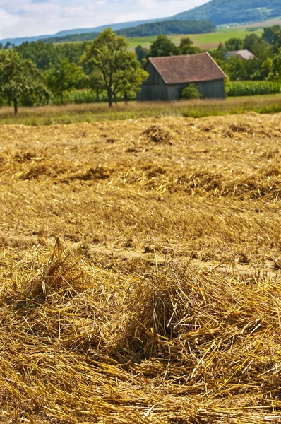 Récolte de blé avec vue panoramique — Photo