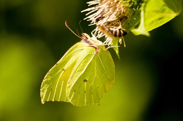 Brimstone kelebek, gonepteryx rhamni — Stok fotoğraf