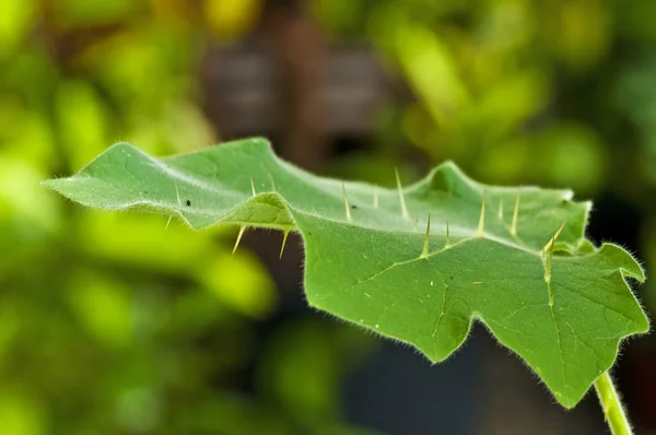 Kantakari, Hint ayurveda Tıp tıp herb — Stok fotoğraf