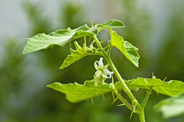 Kantakari,medicine herb of Indian Ayurveda medicine — Stock Photo, Image