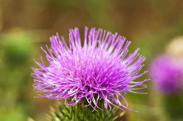 Thistle, Cirsium vulgare