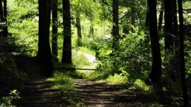 Yaz aylarında orman track