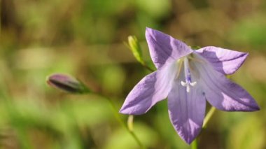 Bellflower Yayilim