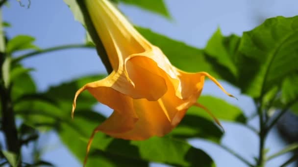 Angel trumpet — Stock Video