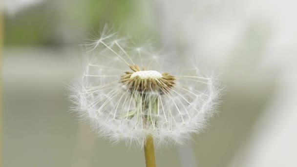 Dandelion seeds in wind — Stock Video