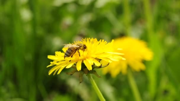 Пчела на одуванчике — стоковое видео