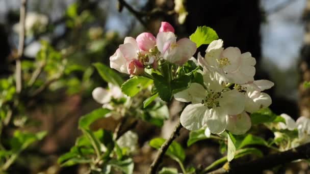 Flor de árvore de maçã — Vídeo de Stock