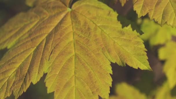 Hoja de arce en primavera — Vídeos de Stock