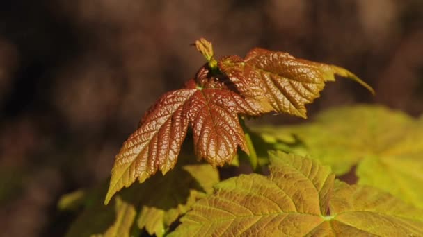 Кленовый лист весной — стоковое видео
