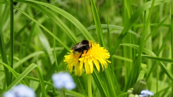 Bumblebee — Stock Video