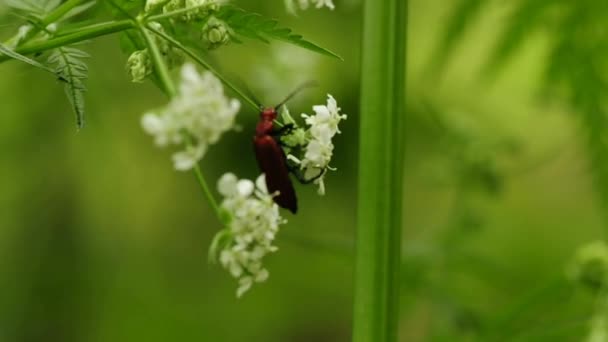 Cantharis brouk — Stock video