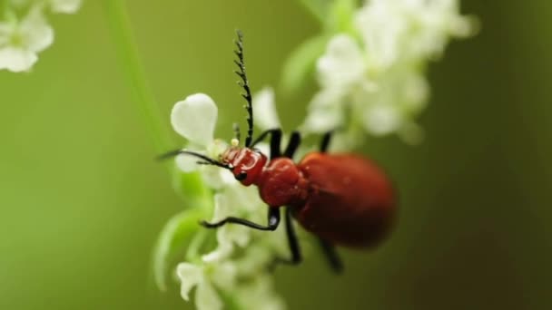 Escarabajo cantharis — Vídeos de Stock