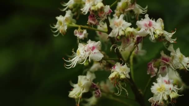 Flor de castanha — Vídeo de Stock