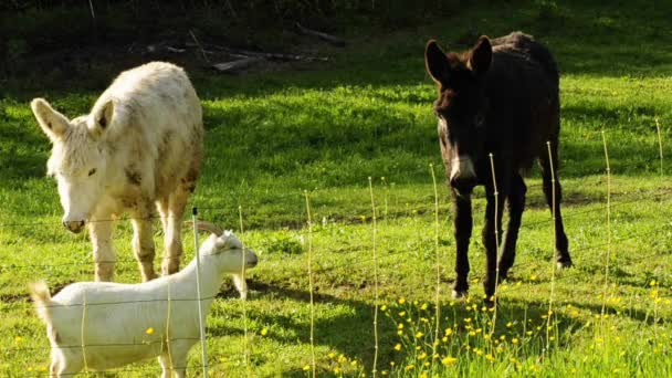Осёл и козы — стоковое видео