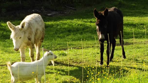 Burro y cabras — Vídeos de Stock