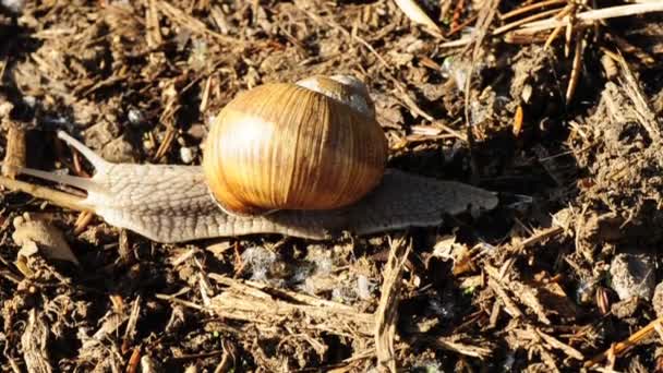 Caracol comestível — Vídeo de Stock