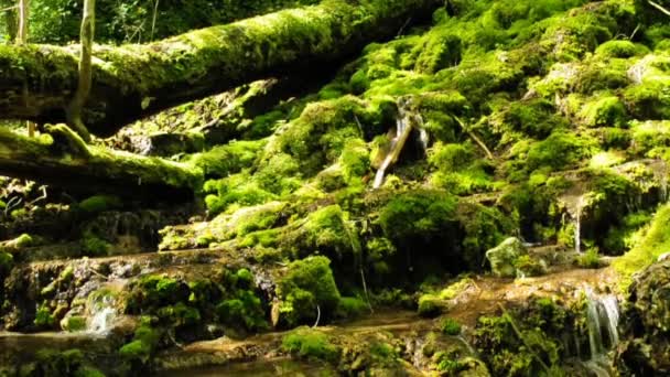 Moss ile vahşi creek — Stok video