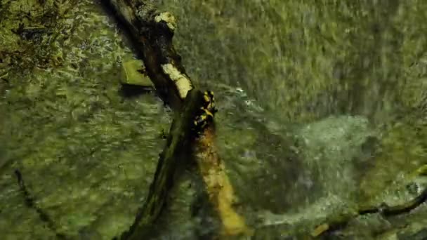 Саламандра в ручье — стоковое видео