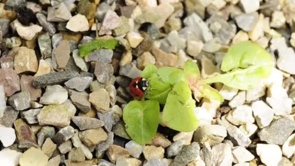 Lady´s Beetle — 图库视频影像