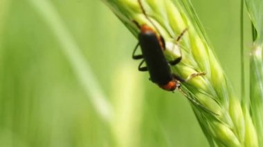 cantharis böceği