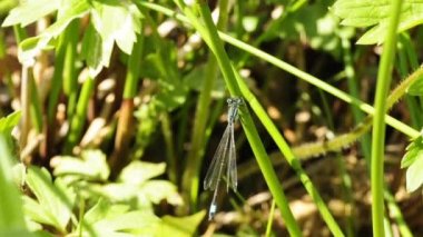 Mavi kuyruklu kızböcekleri