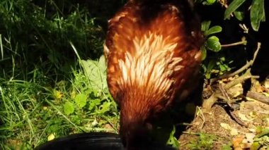 Ücretsiz aralığı çayır üzerinde tavuk