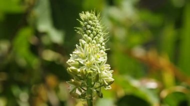 squill, çiçek açan ilaç fabrikası