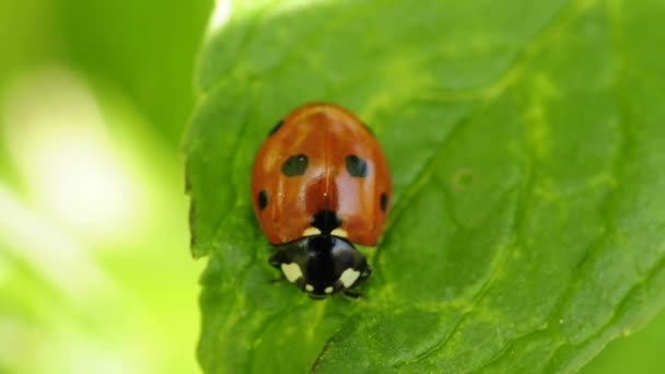 Lady´s Beetle — Stock videók