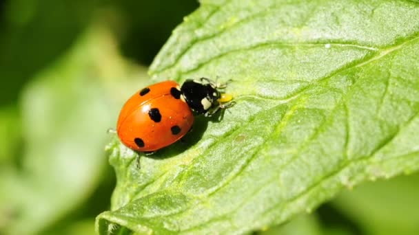 Coccinelle de Lady 