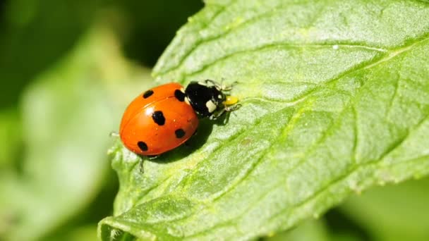 Lady´s Beetle — Stockvideo