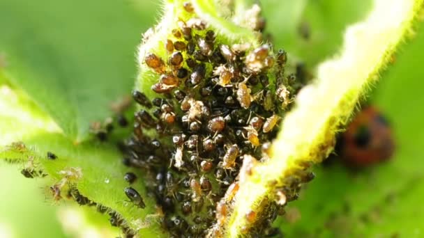 Louses op een blad — Stockvideo