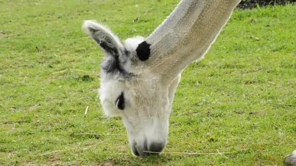 Grazing alpaca — Stock Video