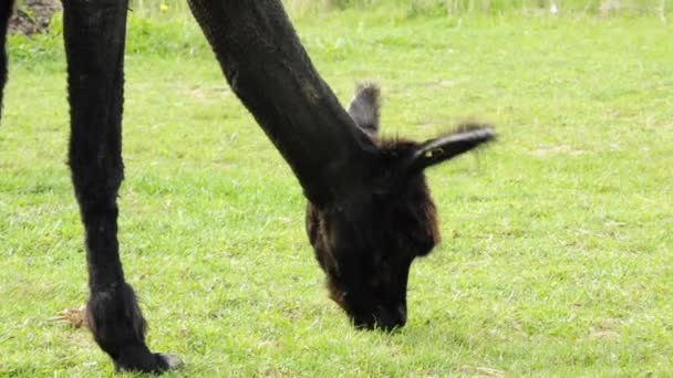 Grazende alpaca — Stockvideo