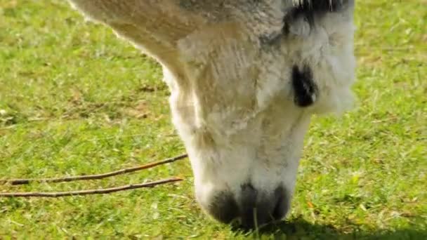 Grazende alpaca — Stockvideo