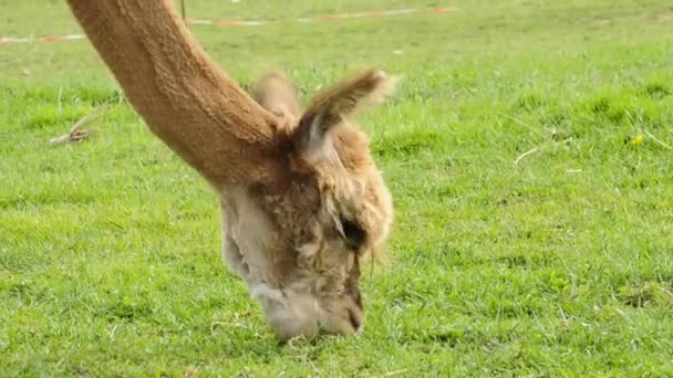 Pastoreo de alpaca — Vídeos de Stock
