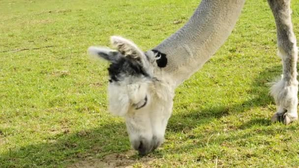 Alpaca enrugadora — Vídeo de Stock