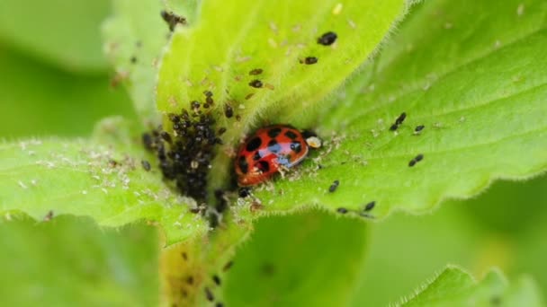 Louse And Lady´S Beetle — Stock video