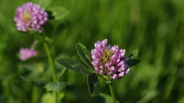 Red clover — Stock Video