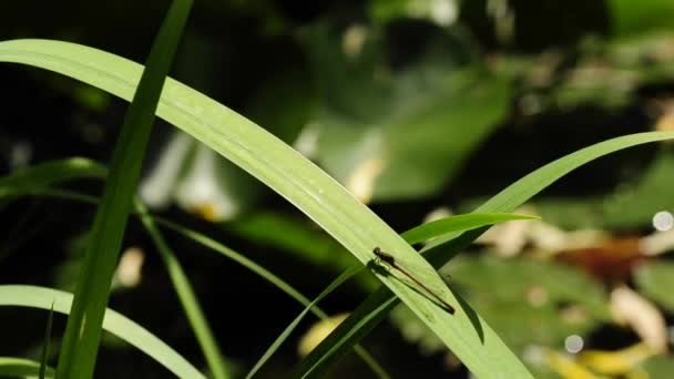 Amplia Damselfly roja, Pyrrhosoma nymphula — Vídeos de Stock