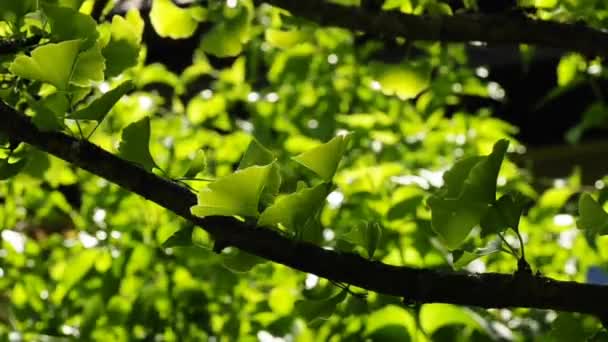 Δέντρο Ginkgo — Αρχείο Βίντεο