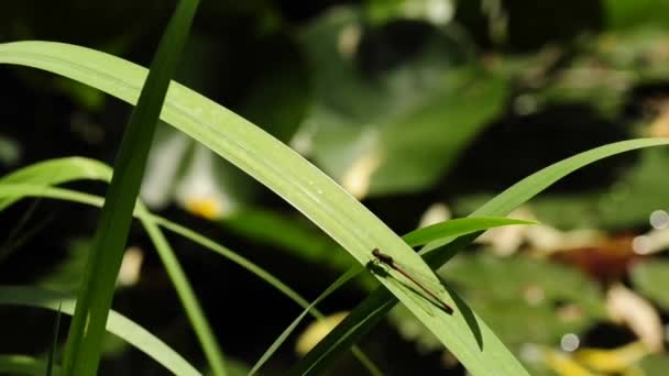 Amplia Damselfly roja, Pyrrhosoma nymphula — Vídeo de stock