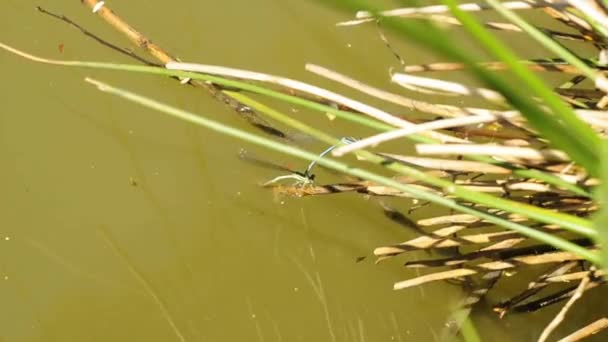 Mavi kuyruklu kızböcekleri — Stok video